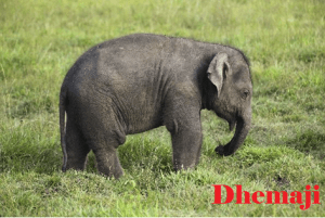 Dhemaji elephant photo